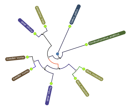 a nice phylogeny
